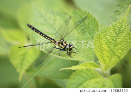 大衛Szaye 大衛Szaye 50868863