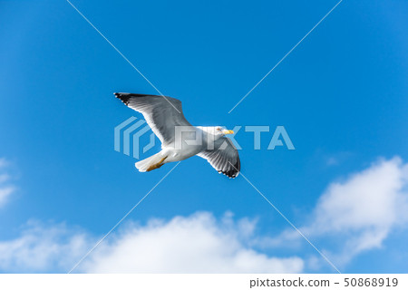 Seagull flying in the blue sky with clouds 50868919