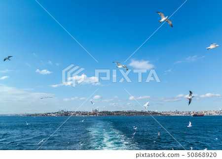 A view of the European side over the Bosphorus Strait where gulls fly 50868920