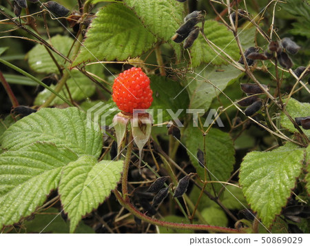 Wild strawberry wild grass Wild strawberry wild grass 50869029