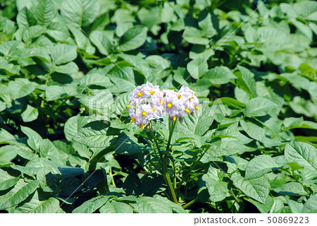 馬鈴薯的 馬鈴薯的 50869223