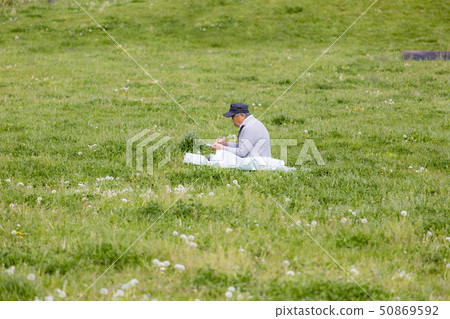 Senior making haiku in the meadow 50869592
