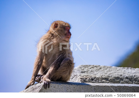 (Shizuoka Prefecture) Monkey in Minami-Izuha Katsusaki 50869864