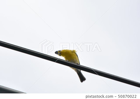黃山雀(Machlolophus holsti)，又名台灣黃山雀、台灣四十雀 50870022