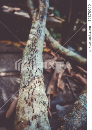 Termites colony, Taman Negara national park, 50870090