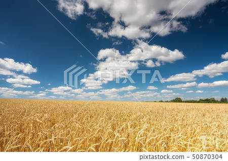 Golden wheat field over blue sky at sunny day. 50870304