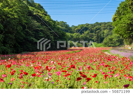 Kurihama flower country poppy Kurihama flower country poppy 50871199