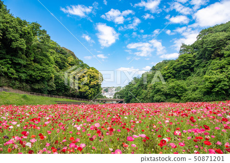 Kurihama flower country poppy Kurihama flower country poppy 50871201