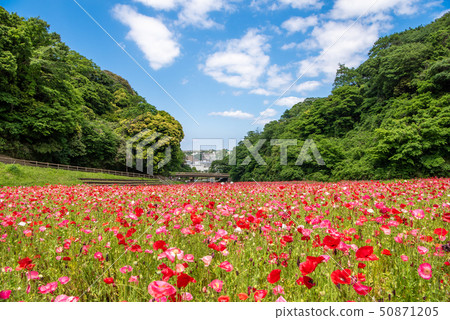 Kurihama flower country poppy Kurihama flower country poppy 50871205