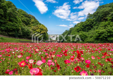 Kurihama flower country poppy Kurihama flower country poppy 50871210
