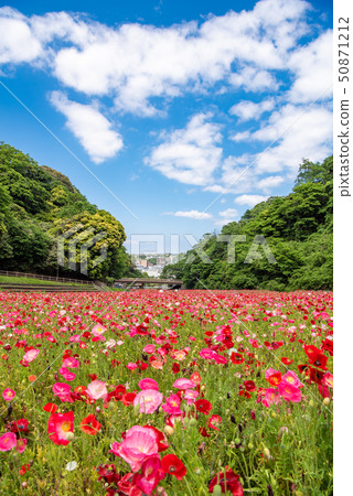 Kurihama flower country poppy Kurihama flower country poppy 50871212