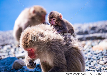 (Shizuoka Prefecture) Monkeys of monkeys and babies (Shizuoka Prefecture) Monkeys of monkeys and babies 50874699