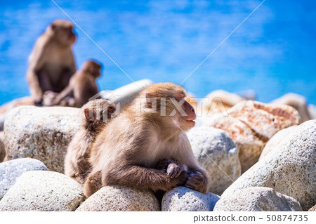 (Shizuoka Prefecture) Monkeys of monkeys and babies (Shizuoka Prefecture) Monkeys of monkeys and babies 50874735