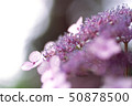 A light purple hydrangea sparkling in sunshine 50878500