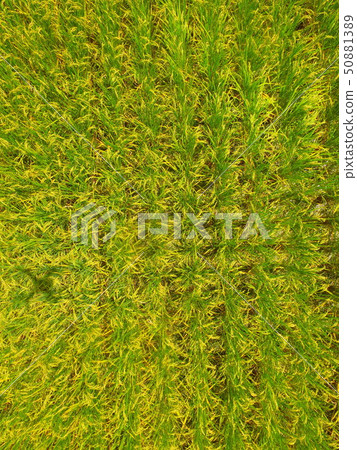 Inaho-drone and aerial view (Oonuma-gun, Aizu Misato-cho, Fukushima) Inaho-drone and aerial view (Oonuma-gun, Aizu Misato-cho, Fukushima) 50881389