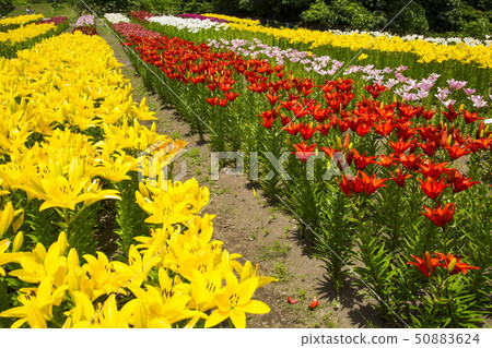 莉莉的花走廊 50883624