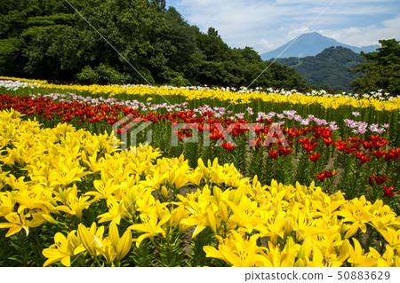 莉莉的花走廊 50883629