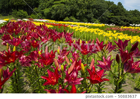 Lily of the flower corridor Lily of the flower corridor 50883637