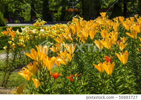 Lily of the flower corridor Lily of the flower corridor 50883727