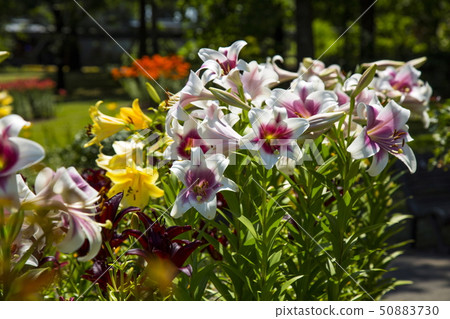 Lily of the flower corridor Lily of the flower corridor 50883730