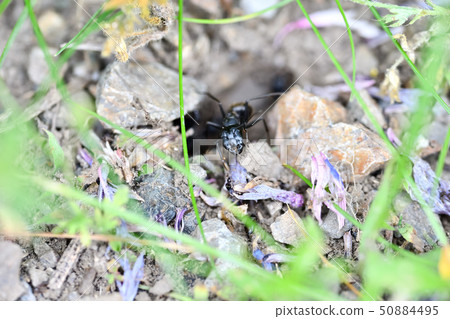 黑螞蟻巢 黑螞蟻巢 50884495