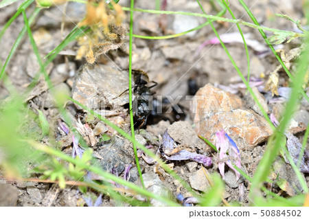 Black ants nest Black ants nest 50884502