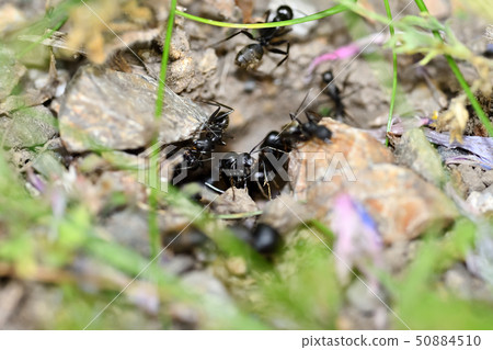Black ants nest 50884510