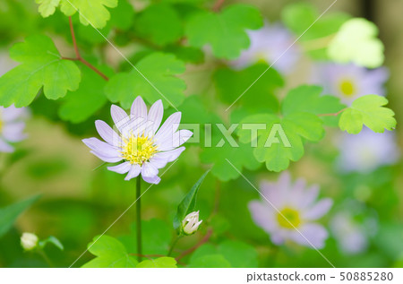 Akirakamatsu葉子和Miyakowase花 Akirakamatsu葉子和Miyakowase花 50885280