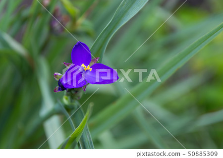 Murasakiyukusa Murasakiyukusa 50885309