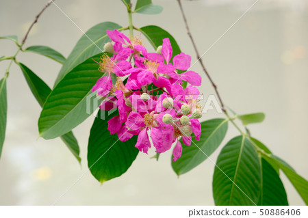 floribunda Jack, lagerstroemia floribunda; floribunda Jack, lagerstroemia floribunda; 50886406