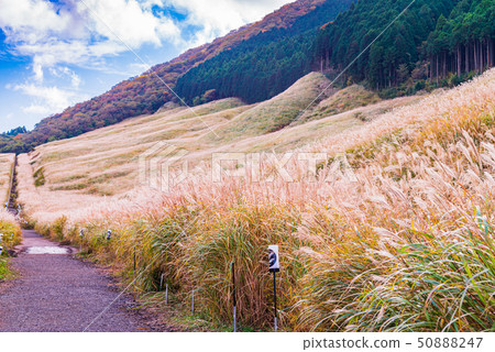 (Kanagawa Prefecture) Hakone Sengokuhara plateau Susukinohara (Kanagawa Prefecture) Hakone Sengokuhara plateau Susukinohara 50888247