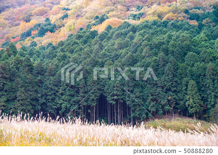 （神奈川縣）箱根仙石原高原薄野原 50888280