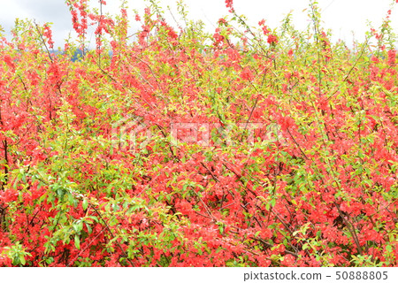 Red flower of kuro Red flower of kuro 50888805