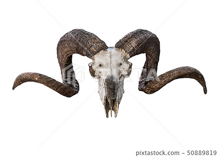 animal skull natural large curved brown horns on a 50889819