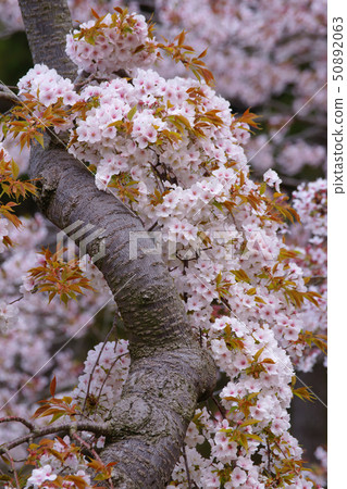 Drooping cherry tree Drooping cherry tree 50892063