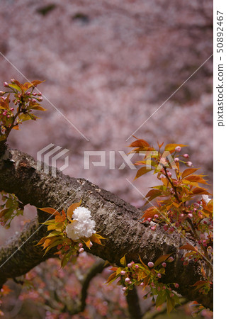 Double cherry blossoms Double cherry blossoms 50892467