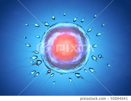 Illustration of sperm and egg cell 50894841