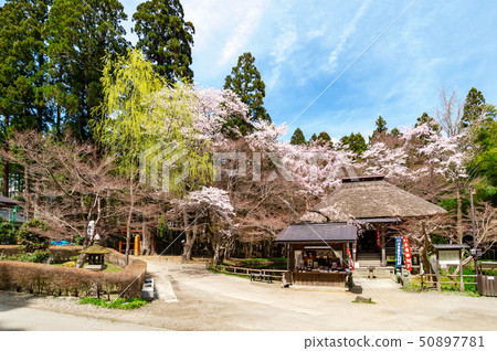 [Iwate Hiraizumi]平泉Chuson-ji寺的春天在藍天下盛開 50897781