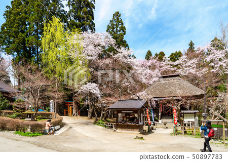 [Iwate Hiraizumi]平泉Chuson-ji寺的春天在藍天下盛開 50897783