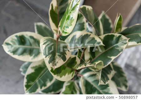 Closeup leaf of Ficus plants. Stylish green plant in ceramic pots on wooden vintage stand on Closeup leaf of Ficus plants. Stylish green plant in ceramic pots on wooden vintage stand on 50898057