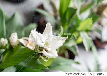 Turmeric is a flowering plant, Curcuma longa of the ginger family. Stylish green plant in ceramic Turmeric is a flowering plant, Curcuma longa of the ginger family. Stylish green plant in ceramic 50898087