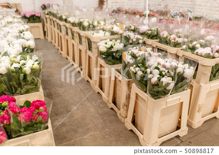 Warehouse refrigerator, Wholesale flowers for flower shops. White peonies in a plastic container or Warehouse refrigerator, Wholesale flowers for flower shops. White peonies in a plastic container or 50898817