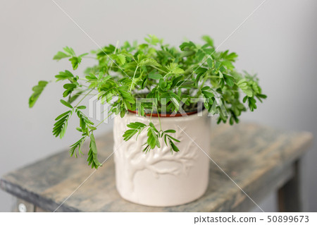 Shameplant plants, Mimosa pudica. Stylish green plant in ceramic pots on wooden vintage stand on 50899673