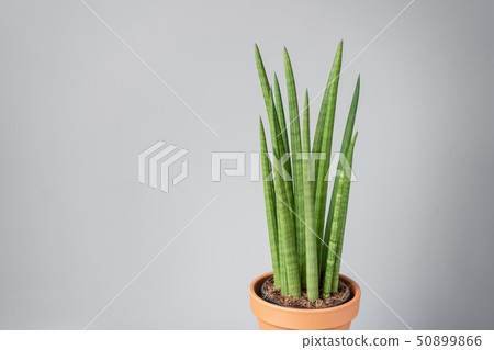 Sansevieria plants. Stylish green plant in ceramic pots on wooden vintage stand on background of Sansevieria plants. Stylish green plant in ceramic pots on wooden vintage stand on background of 50899866