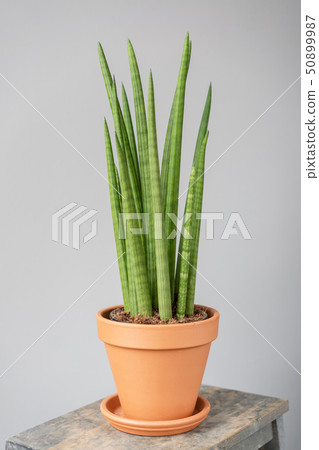 Sansevieria plants. Stylish green plant in ceramic pots on wooden vintage stand on background of Sansevieria plants. Stylish green plant in ceramic pots on wooden vintage stand on background of 50899987