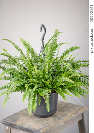 Nephrolepis plants, fern. Stylish green plant in ceramic pots on wooden vintage stand on background Nephrolepis plants, fern. Stylish green plant in ceramic pots on wooden vintage stand on background 50900141