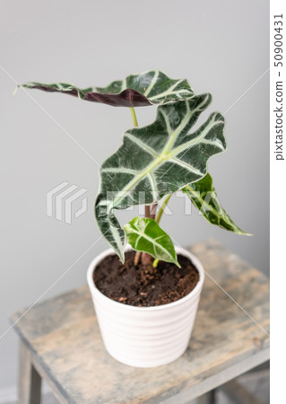 Alocasia plants. Stylish green plant in ceramic pots on wooden vintage stand on background of gray Alocasia plants. Stylish green plant in ceramic pots on wooden vintage stand on background of gray 50900431