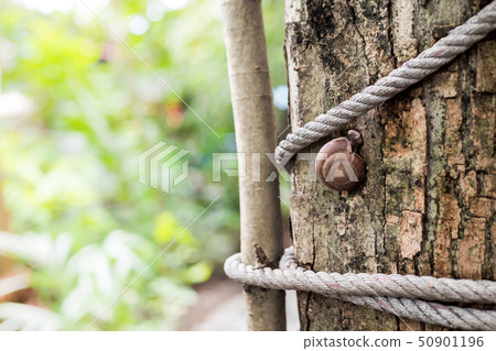 Snails climb on the tree, food chains. 50901196