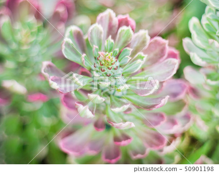 Sempervivum calcareum 50901198