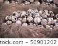 Quail eggs in a nest on a rustic wooden 50901202